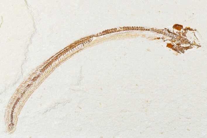 Cretaceous Primitive Eel (Enchelion) - Lebanon #173364